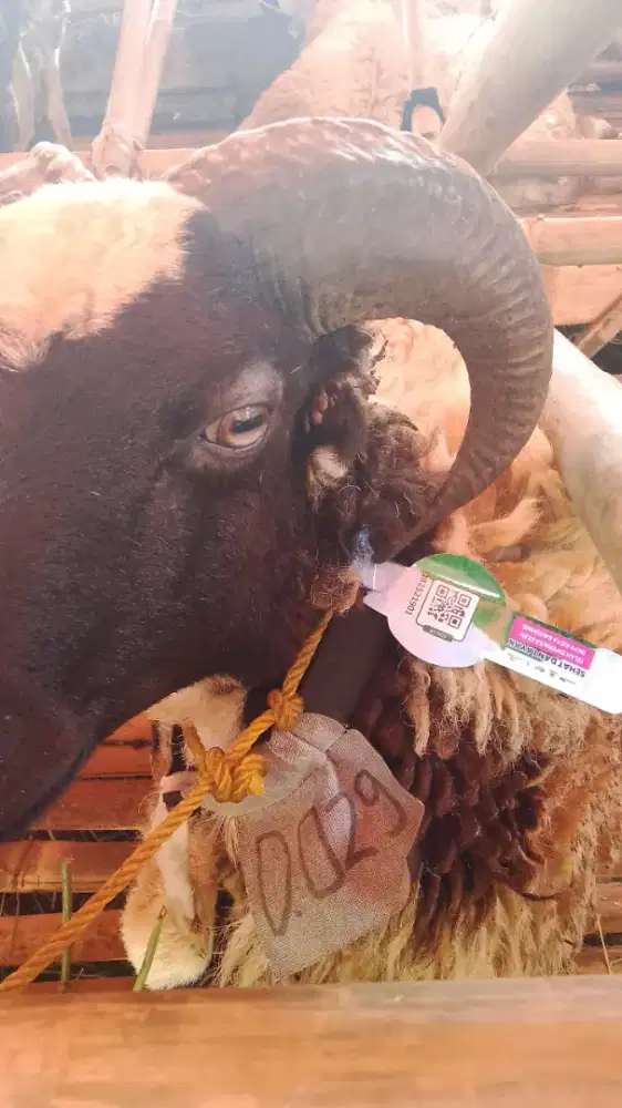 Jual domba qurban murah bandung