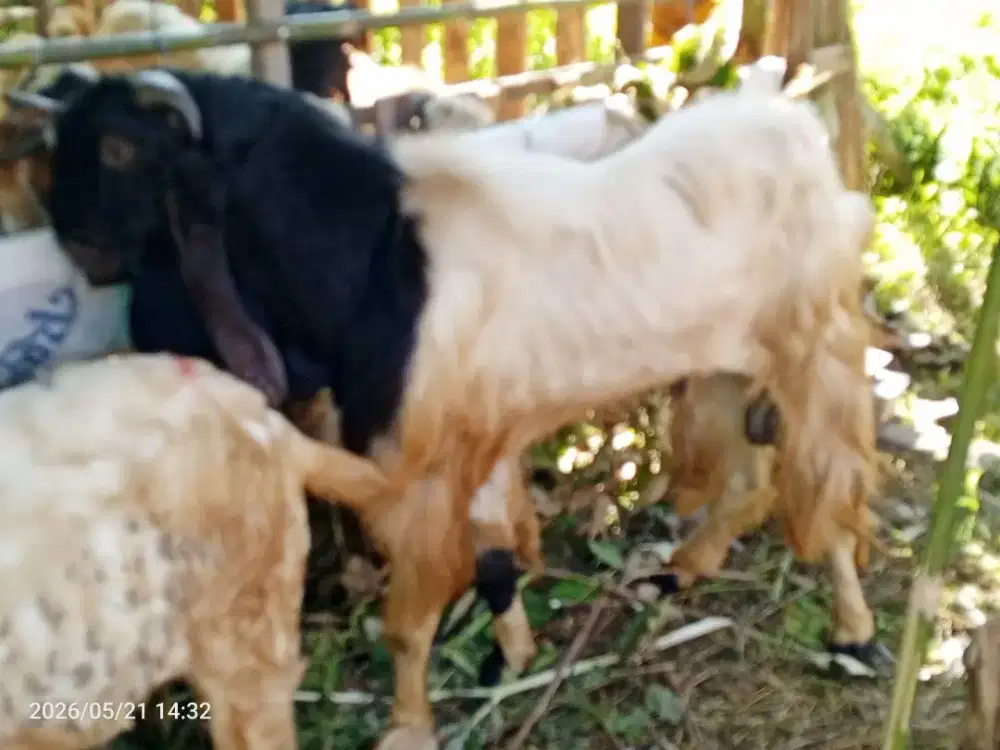 Kambing kurban/qurban/akikah