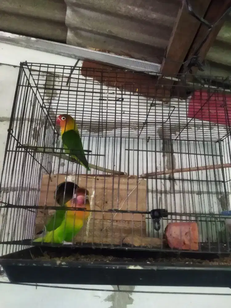 lovebird sepasang