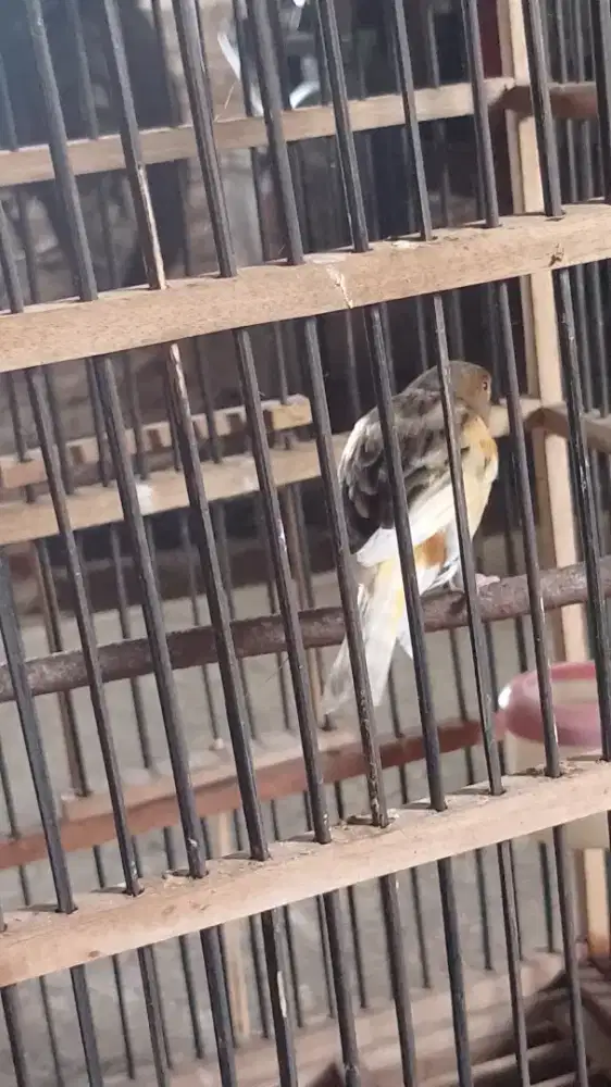 Juwal burung knari