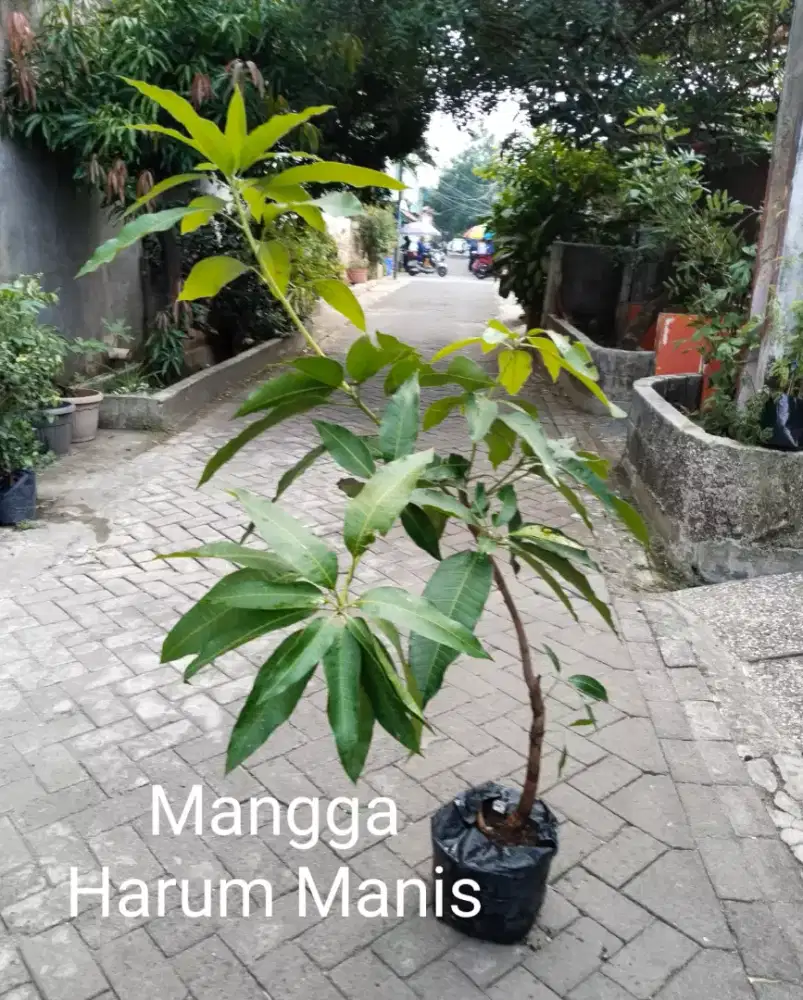 Tanaman Unggul Buah Mangga Harum Manis