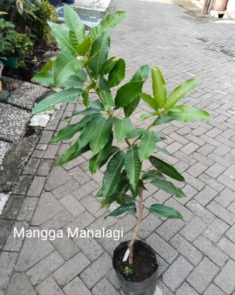 Tanaman Buah Unggul Mangga Manalagi