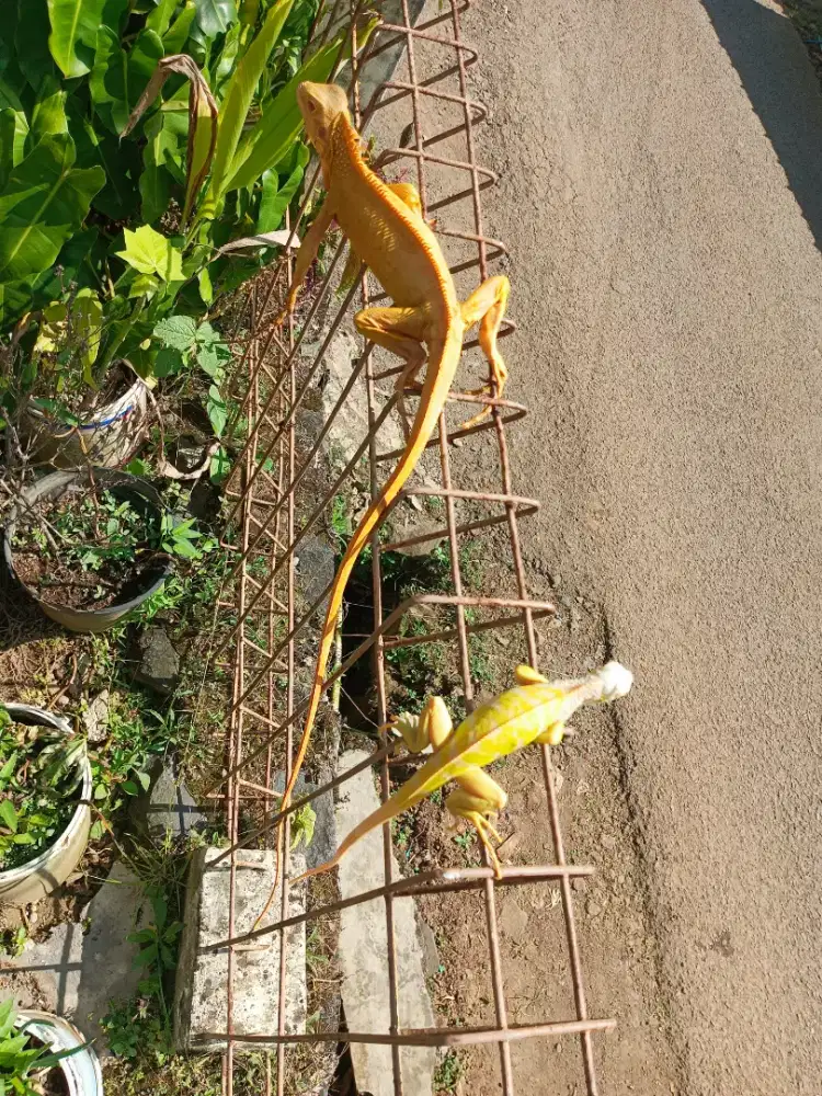 RED ALBINO IGUANA & GREEN ALBINO IGUANA