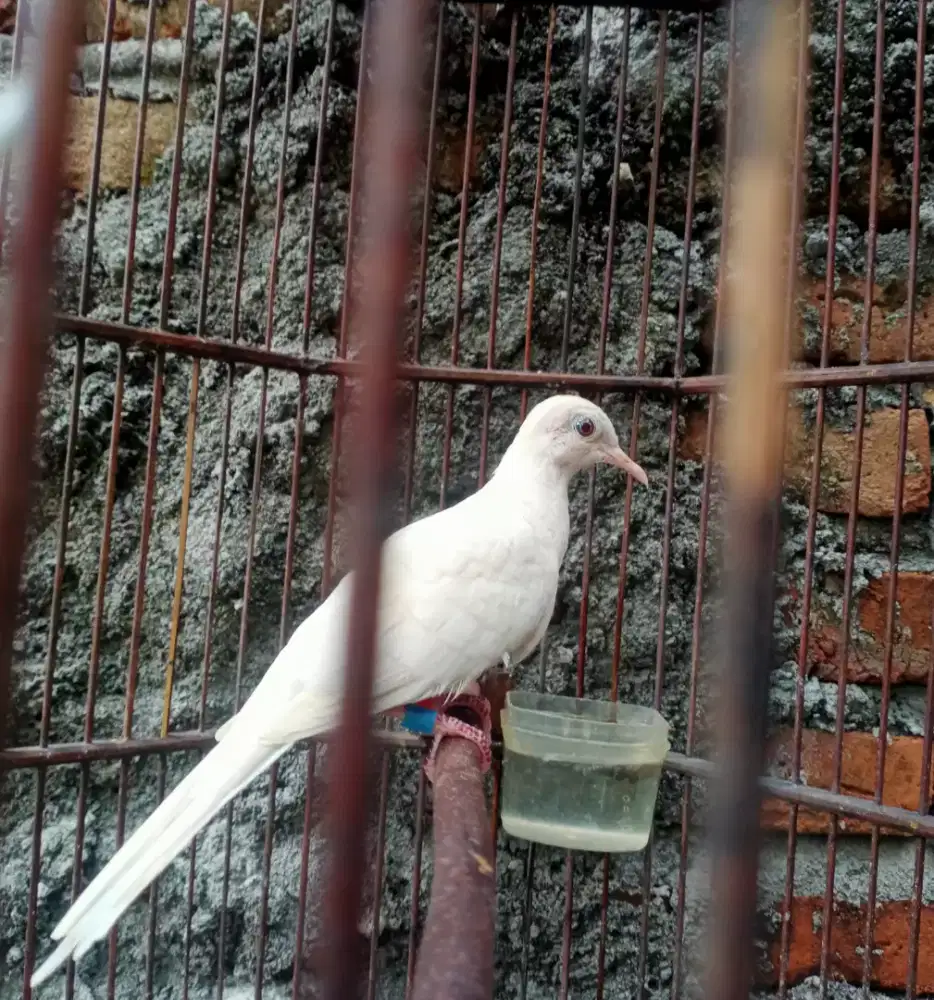 Perkutut putih sudah manggung