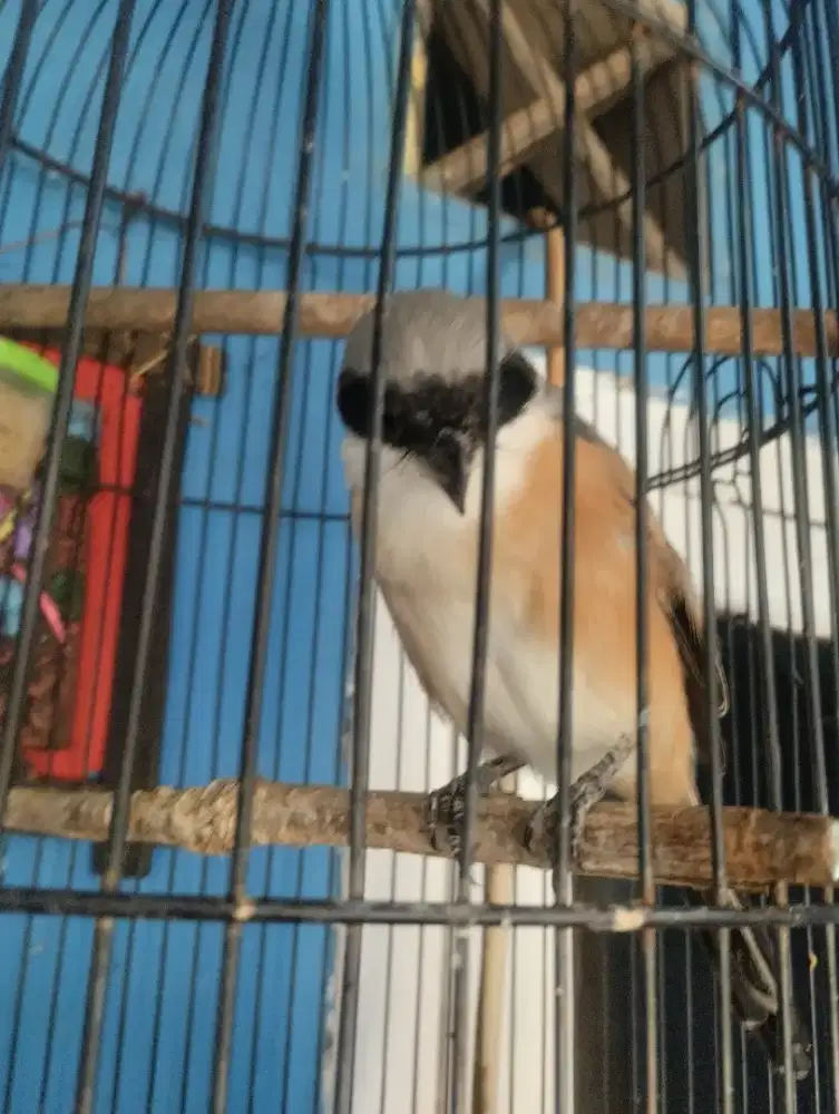 Burung pentet pilis Pastol