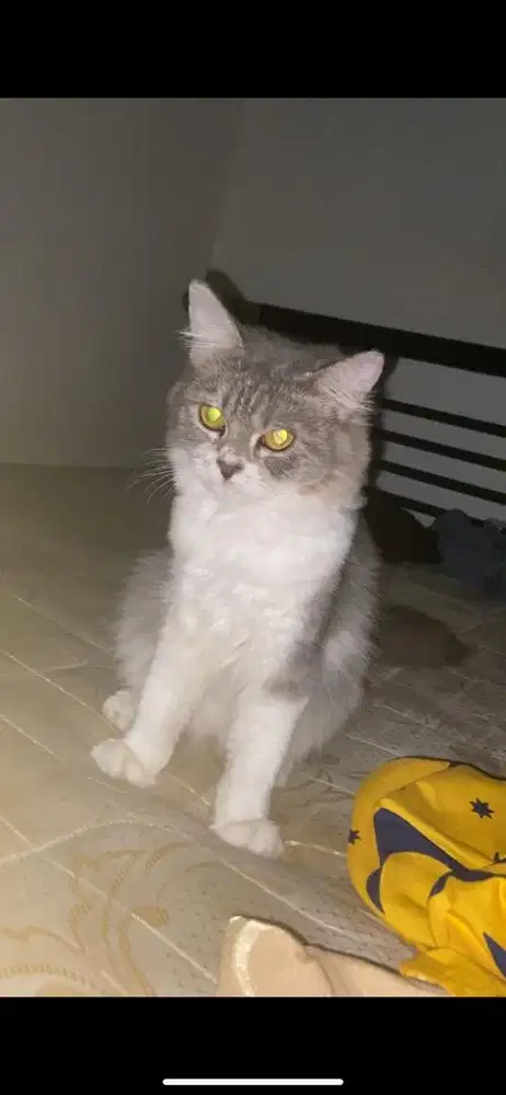 Kucing persmed betina