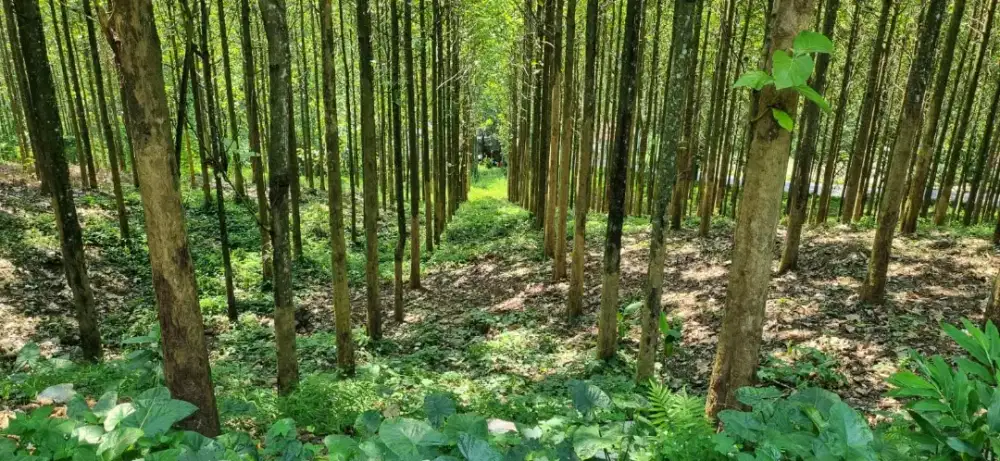 Dijual tanah kebun pinggir jalan raya nasional pelabuhan ratu