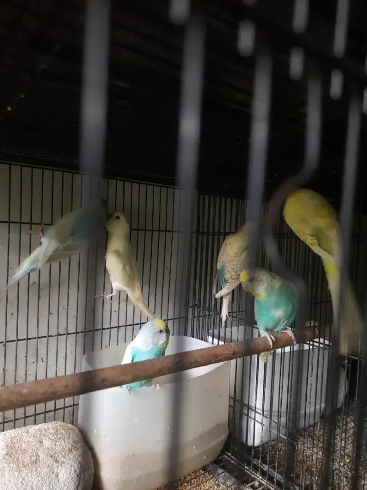 Burung parkit mutasi