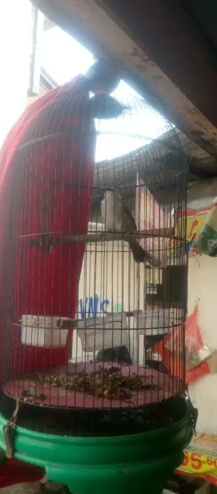 Jual burung kutilang jinak