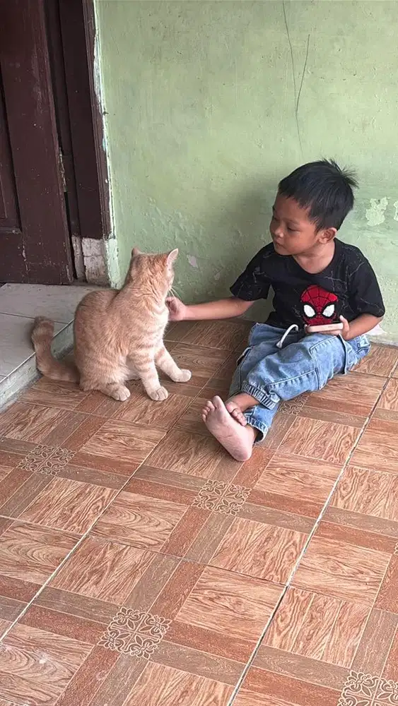 Kucing BSH cream