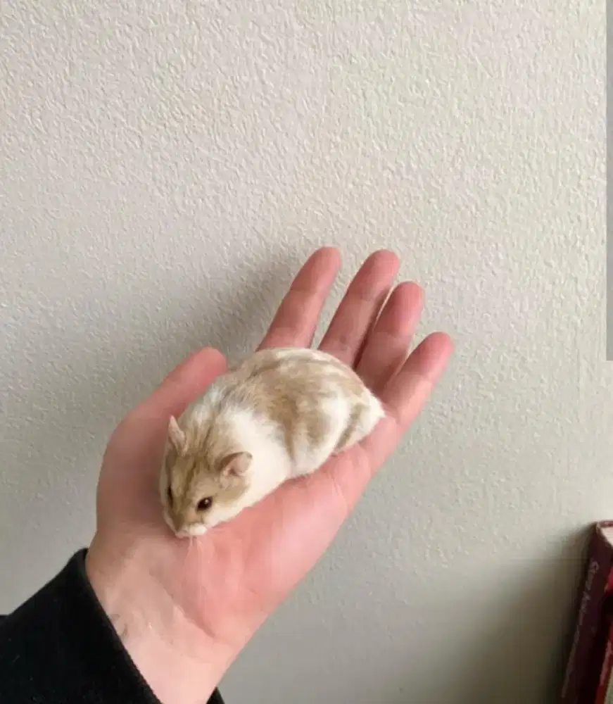 Hamster Campbell Senior