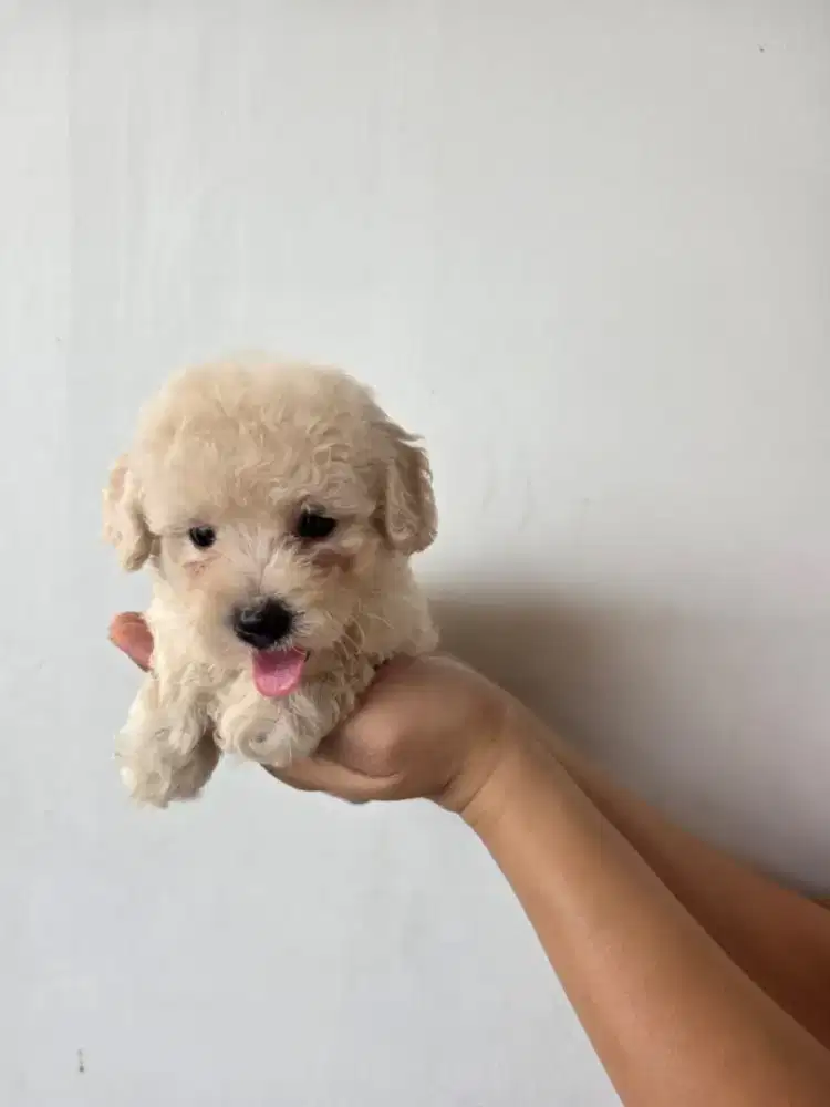 Poodle Betina Fawn