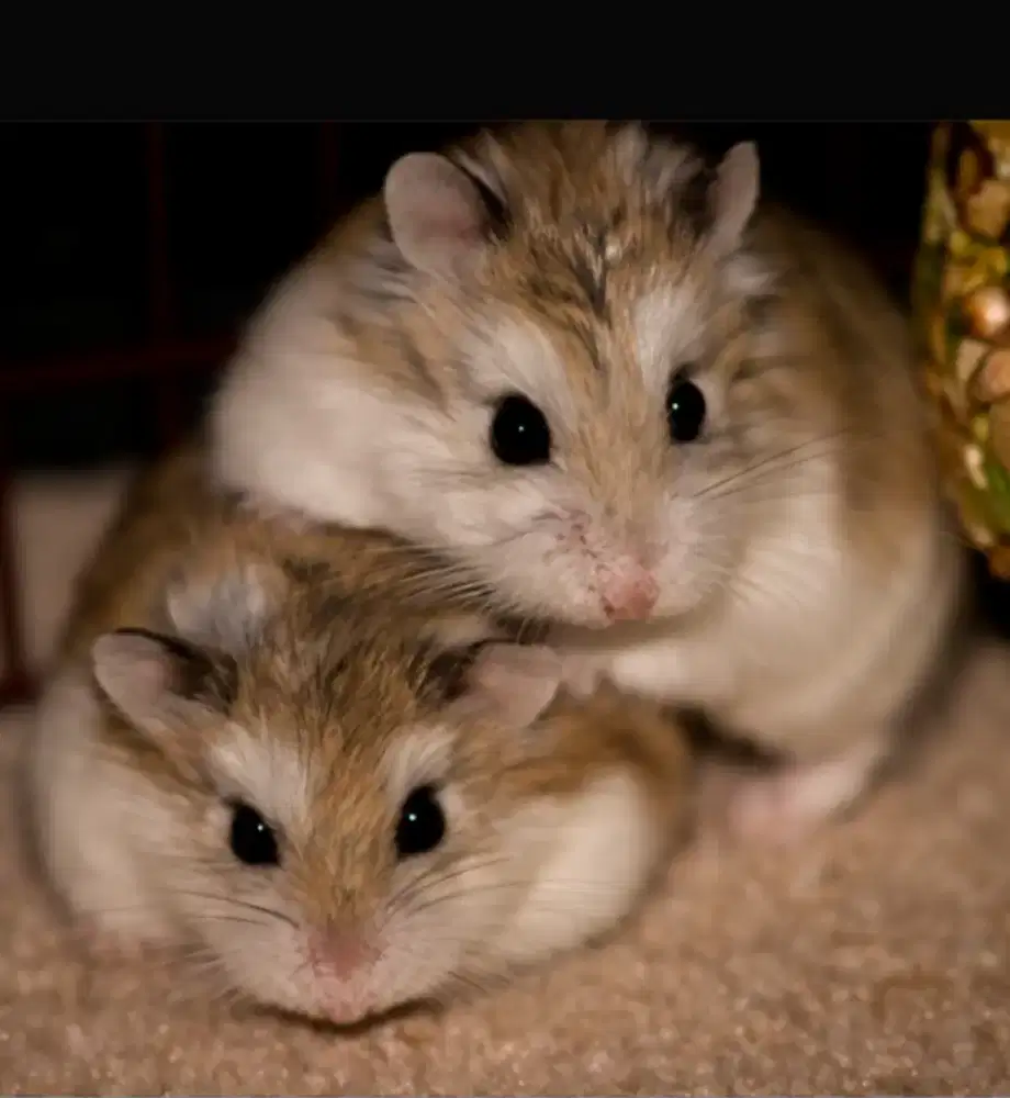 Hamster Roborovski Agouti