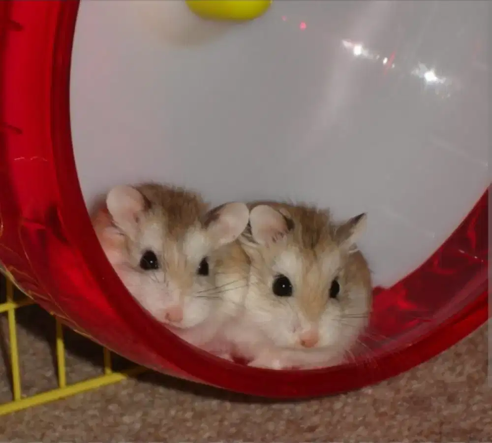 Hamster Roborovski Agouti