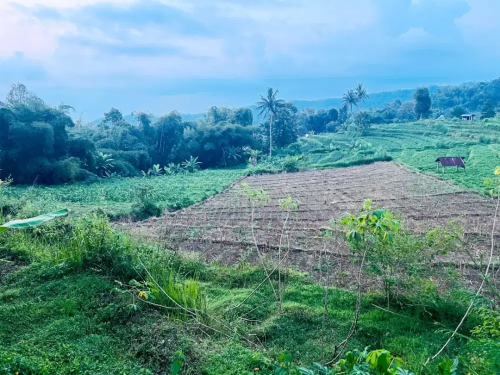 Tanah Subur 2000m² Udara Dingin Ngargoyoso