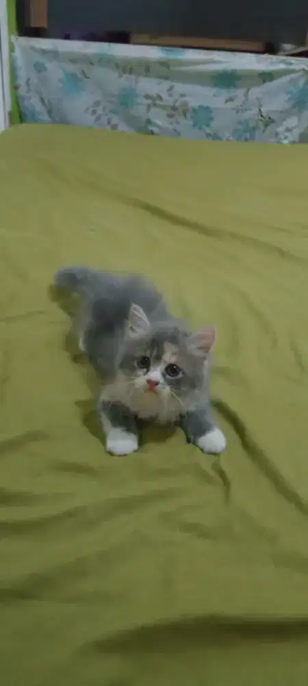 Kiteen betina Persia medium