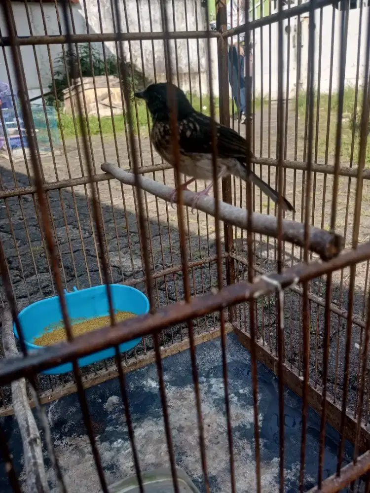 Burung Murai Trotol Jantan