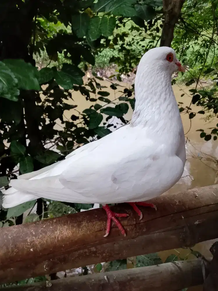Burung dara merpati