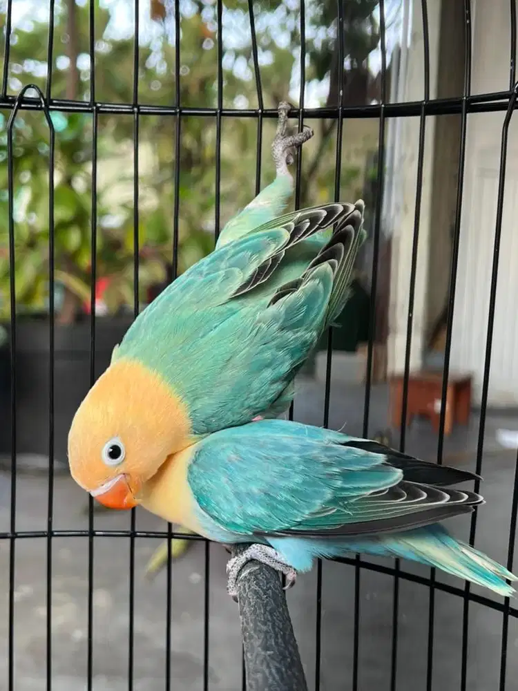 2 ekor Lovebird