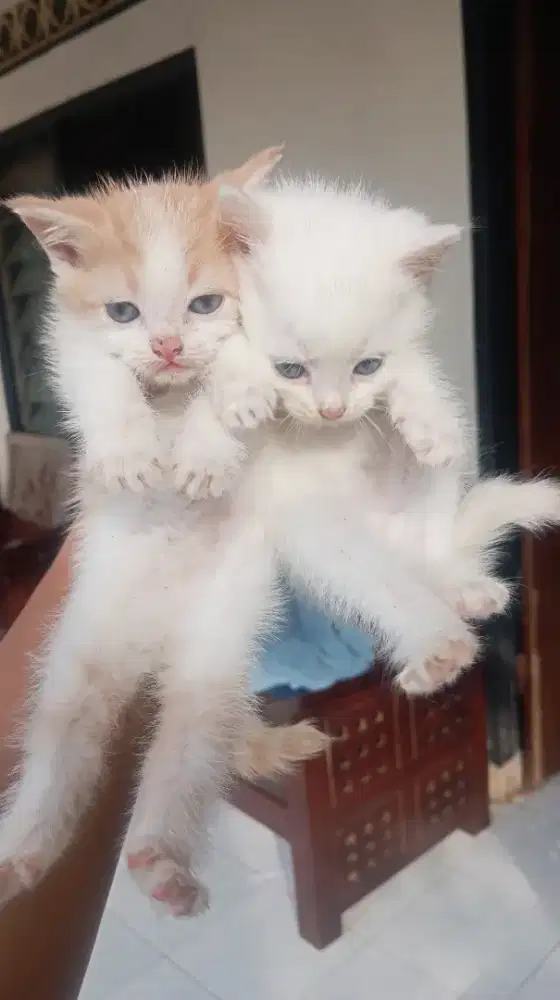 Anak Kucing mix anggora persia