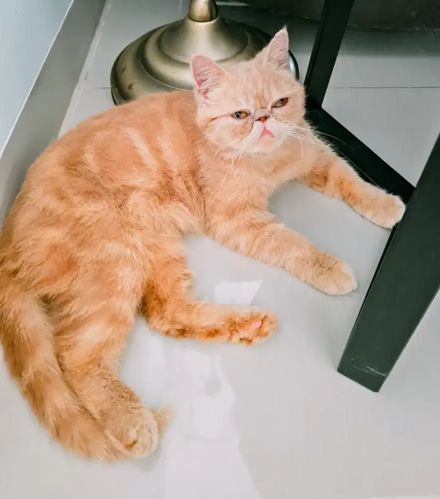 indukan persia exotic betina peaknose