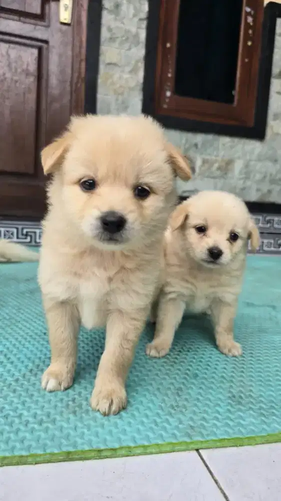 Pom 1 jantan 1 betina