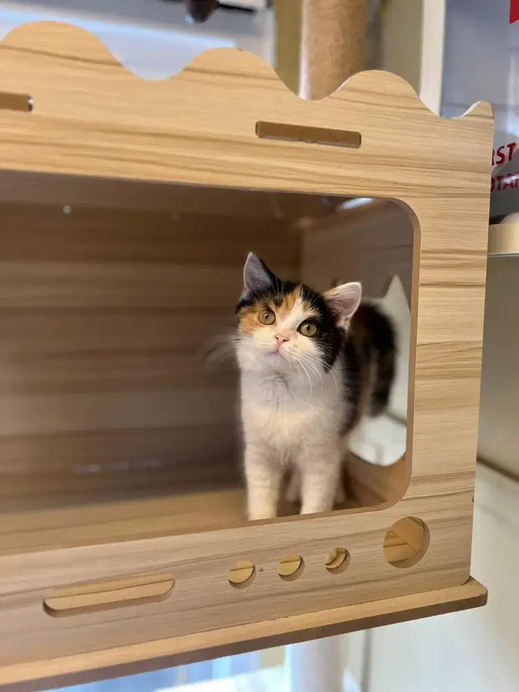 Kucing british shorthair calico