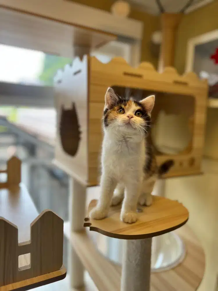Kucing british shorthair calico