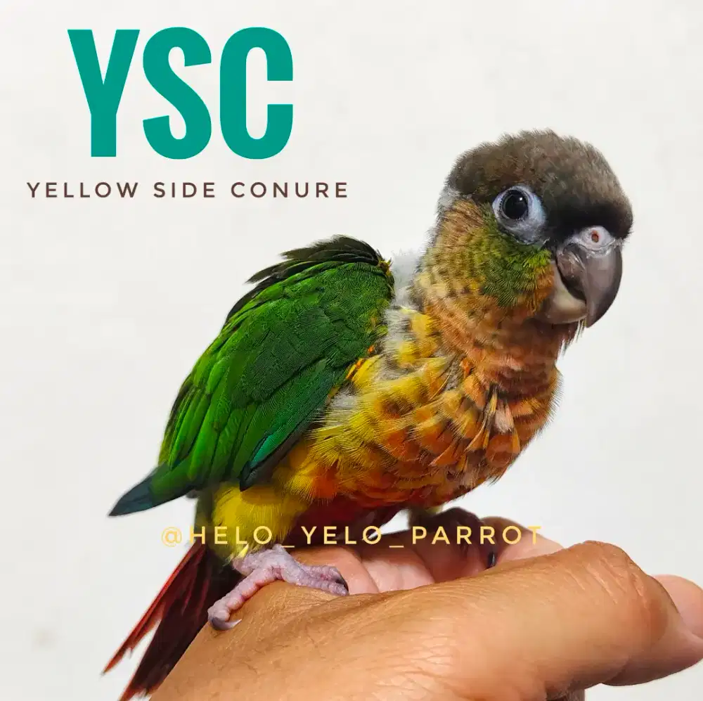 Baby Yellow Side Conure YSC