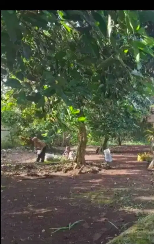 Di jual lahan kebun