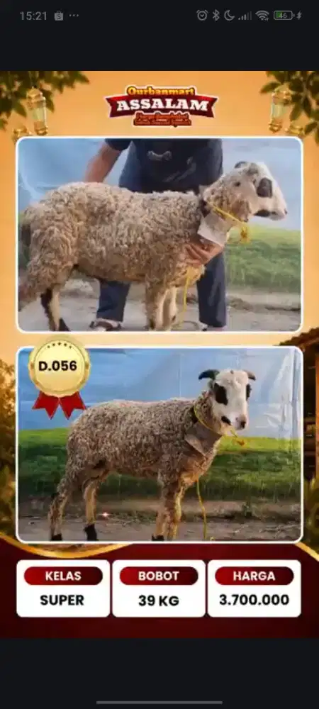 Qurban kambing premium bandung free ongkir