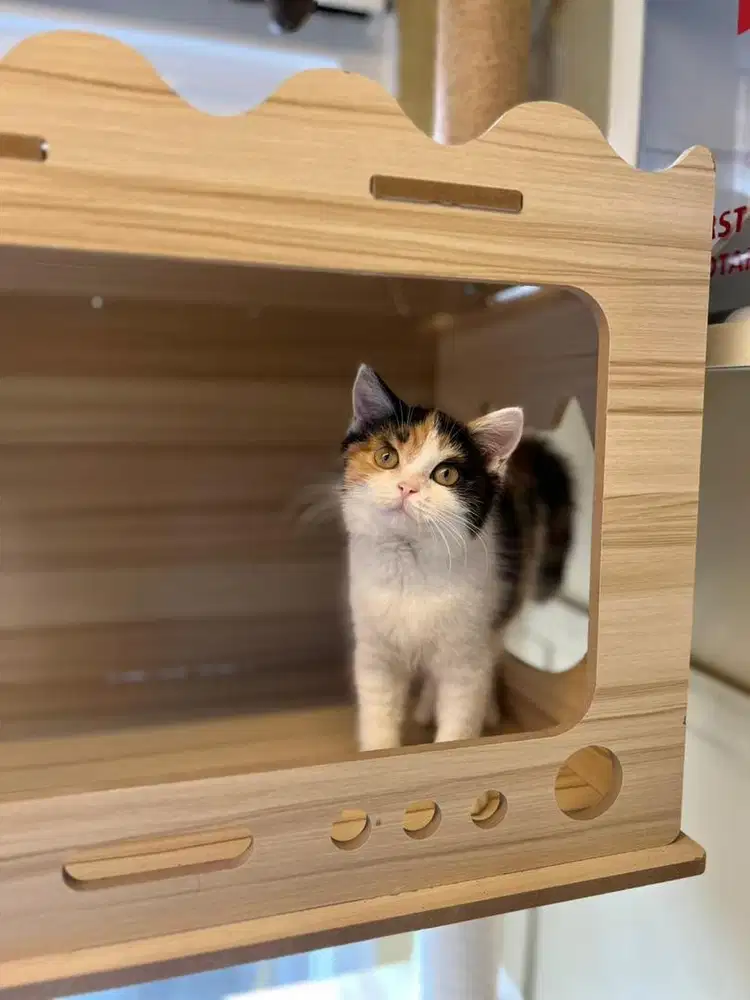 Kucing british shorthair calico