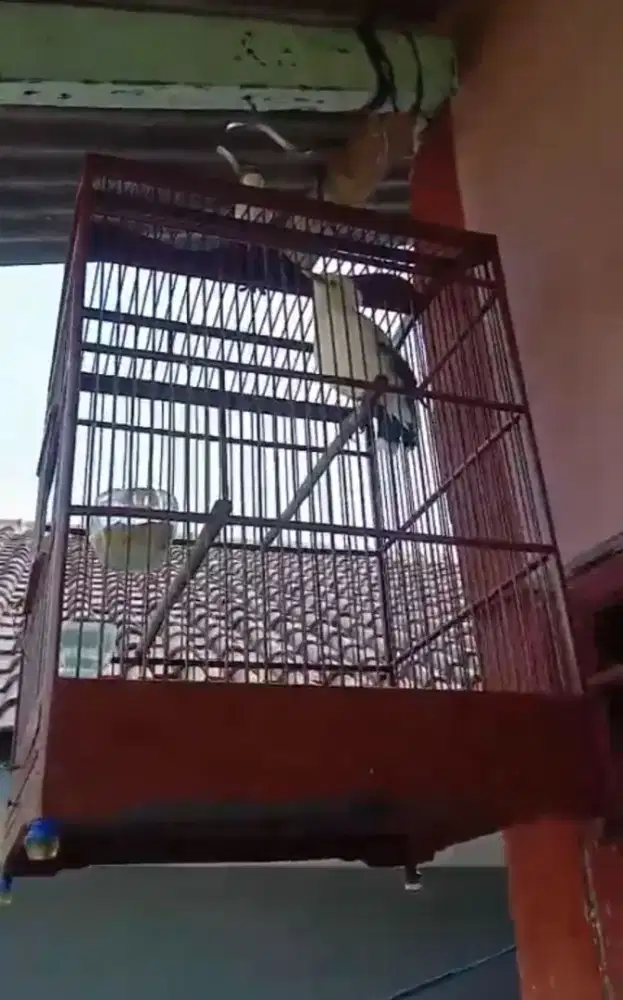 Jalak  gacor pulset*