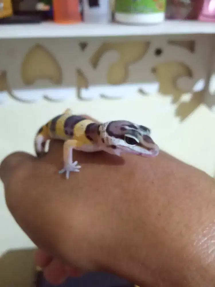 Gecko gemoyy remaja
