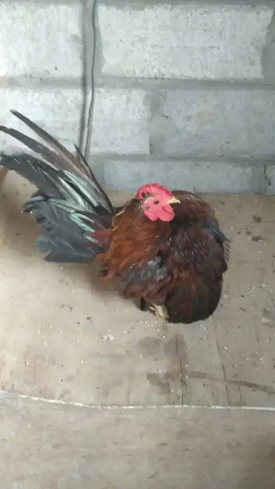 Ayam Serama selam jantan dewasa