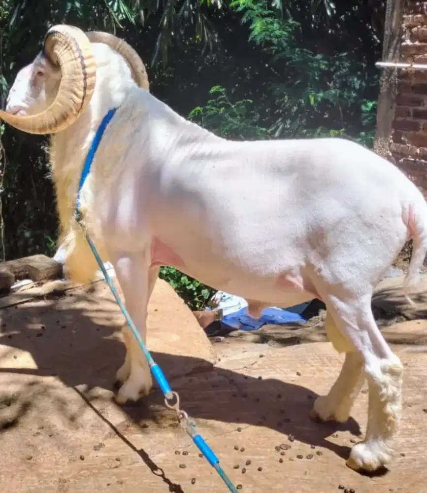 Domba qurban Padasuka 60 70 80 kg