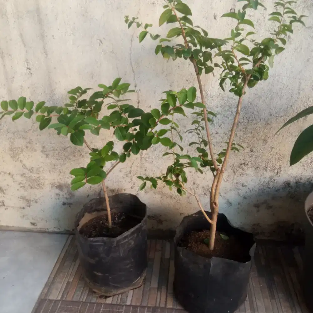 TANAMAN BUNGA SAKURA WARNA PUTIH & PINK