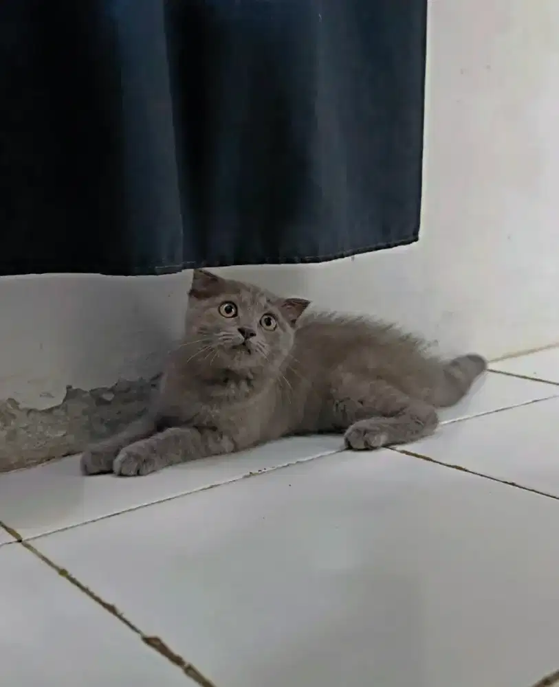 BSH Scotishfold