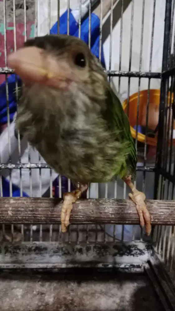 Burung panjalu hijau