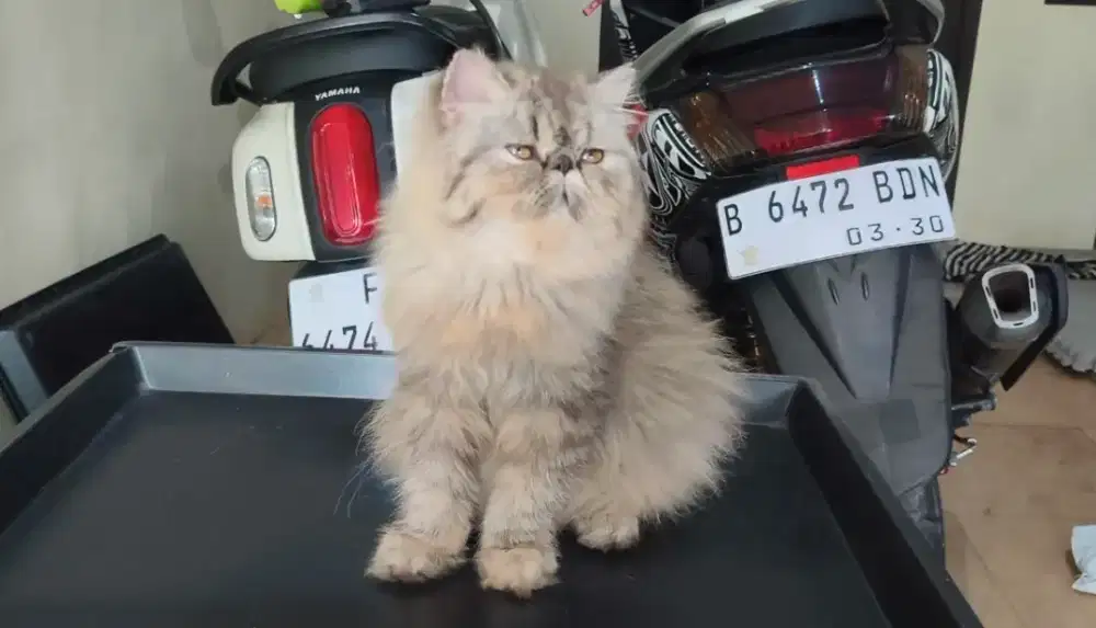 Kucing persia peaknose betina