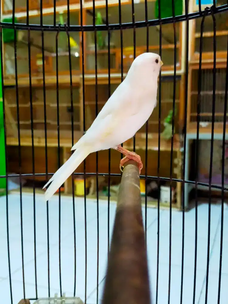Burung kenari putih jantan gacor