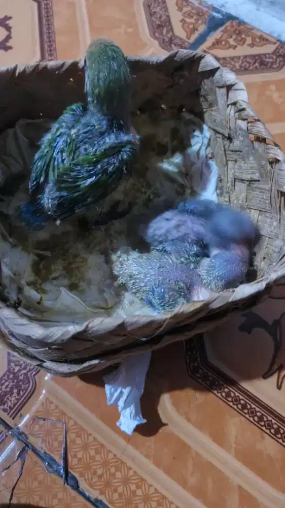 Lolohan lovebird Nonklep bahan ff