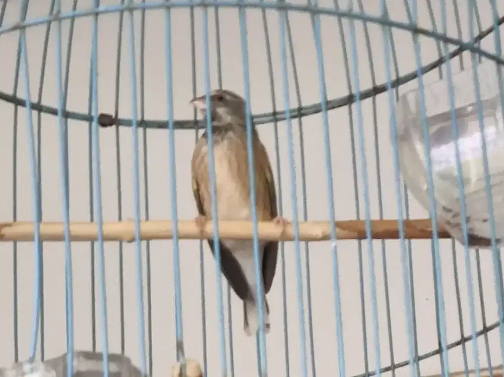 Blackthroat Gacor