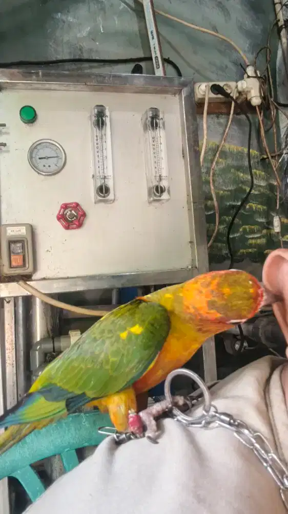 Sunconure 8bulan