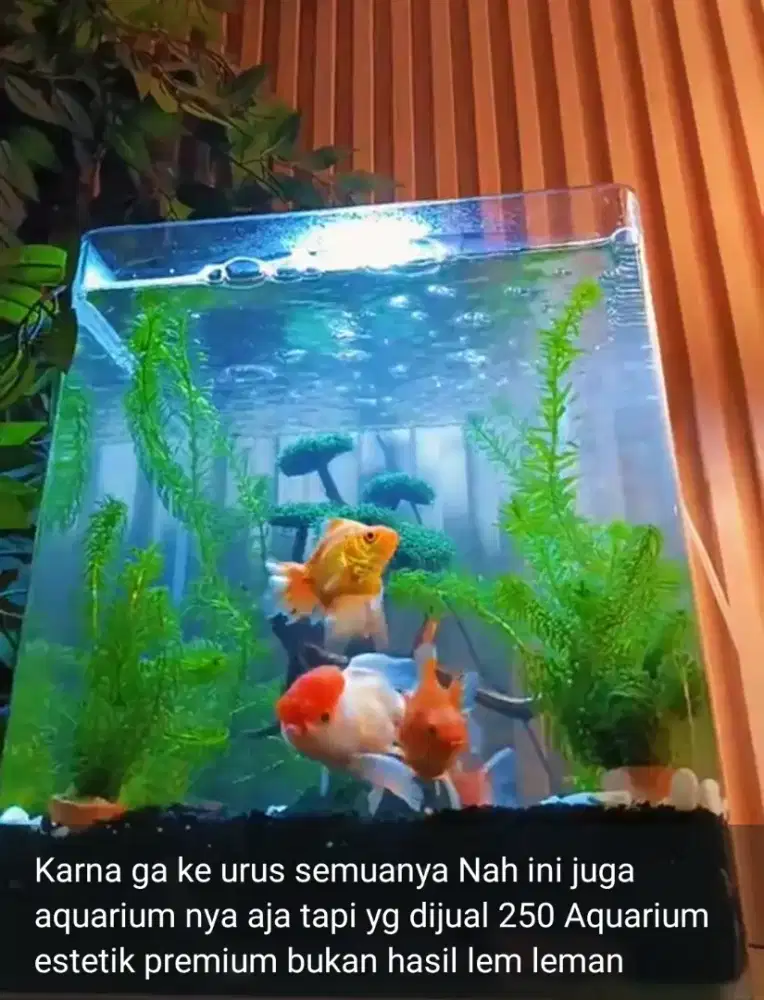 Aquarium lengkung 35x30