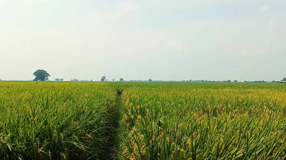 DIJUAL: Sawah Produktif 1.6 Ha SHM Kutamukti Kutawaluya Karawang