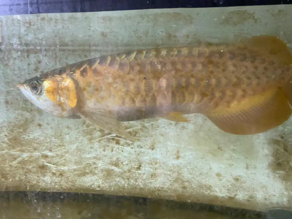 ikan arwana super red