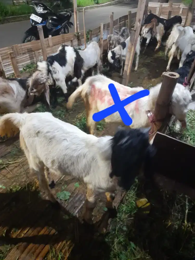 Kambing etawa siap kurban