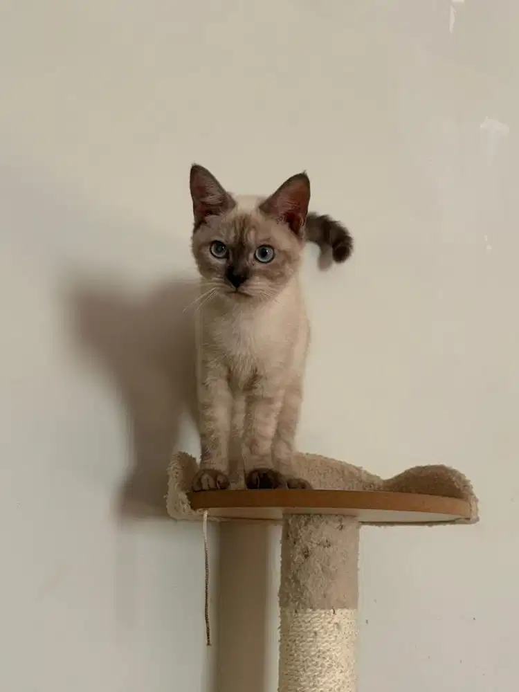 Kucing Tonkinese Jantan Kitten