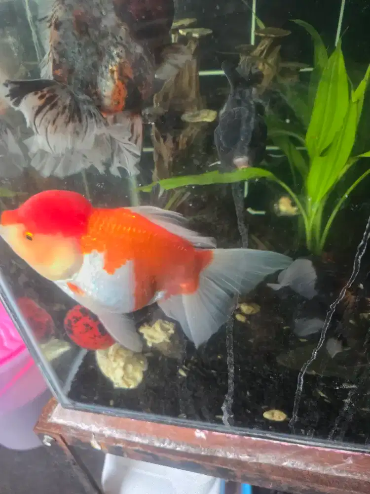 Ikan koki Oranda Jumbo